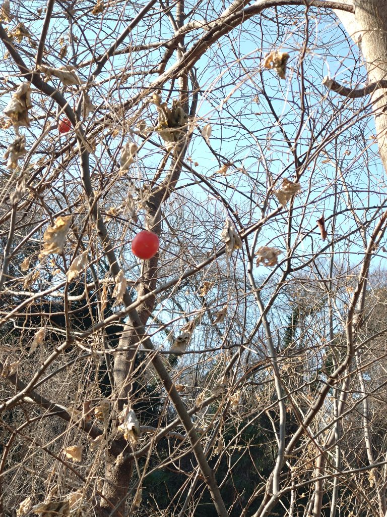落葉した木々の中で、一本だけ赤い実を残すカラスウリ。冬の静けさの中に生命の気配を感じさせる。