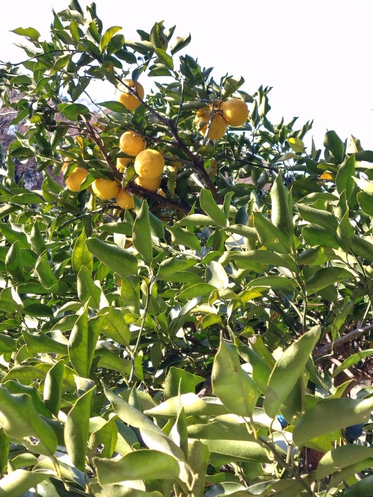 途中の道端で見つけた冬の陽射しを浴びて実をつけた柚子の木。青々とした葉の中に黄色い柚子がいくつも実っている。
