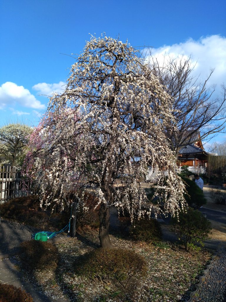 正光寺境内の白梅