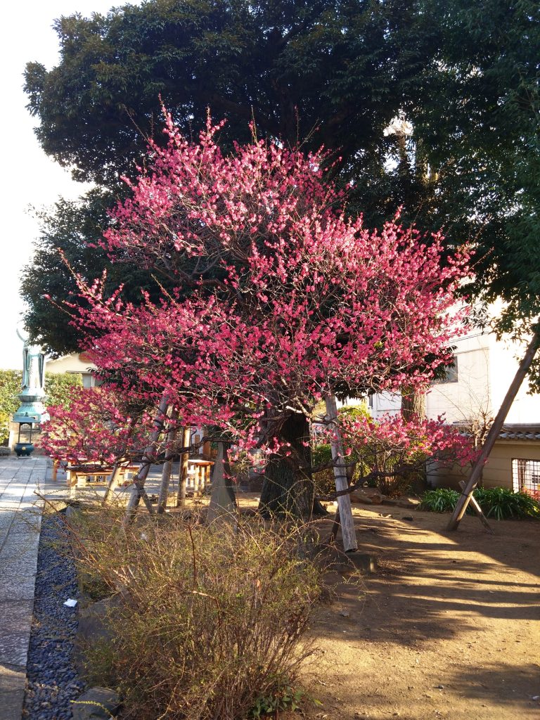 正光寺境内の紅梅
