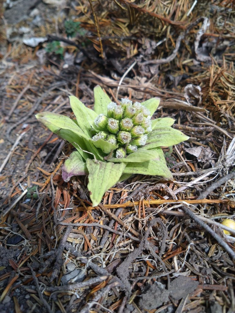道ばたの落ち葉と枯れ草の間から、淡い緑色のフキノトウが芽吹いている。